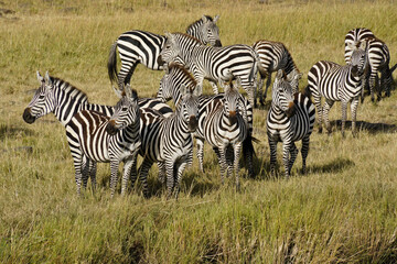 Fototapeta na wymiar Burchell's (plains, common) zebras, Masai Mara, Kenya