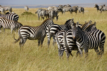 Naklejka na ściany i meble Burchell's (plains, common) zebras, Masai Mara, Kenya