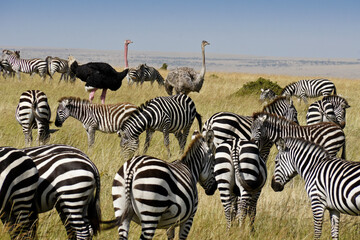 Burchell's (common, plains) zebras and Masai ostriches, Masai Mara, Kenya © Michele Burgess