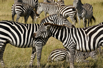 Fototapeta na wymiar Burchell's (plains, common) zebras grooming each other, Masai Mara, Kenya