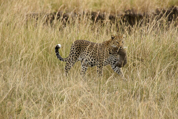 Female African leopard carrying her cub in her mouth, Masai Mara, Kenya