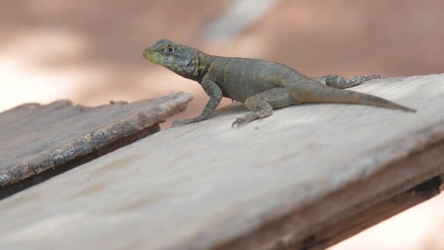Closeup of coloful south american lizard resting in the midday heat 