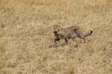 Female African leopard carrying her cub in her mouth, Masai Mara, Kenya