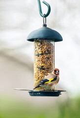 European goldfinch or simply the goldfinch (Carduelis carduelis) on  bird feeder with various seeds