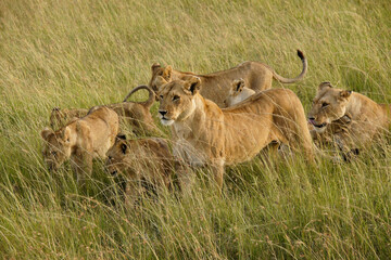 Lion pride walking through long grass, Masai Mara Game Reserve, Kenya