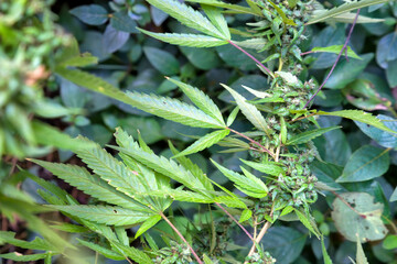 Hemp plants ready for harvesting in Queensland, Australia