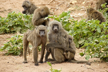 Troop of olive baboons, adults and young, Samburu Game Reserve, Kenya