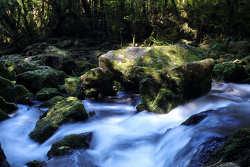 Long exposure blurred stream and waterfall in green New Zealand natural forest