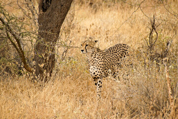 Cheetah walking in dry grass, Samburu Game Reserve, Kenya