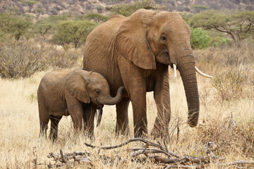 Fototapeta na wymiar Female elephant with calf, Samburu Game Reserve, Kenya