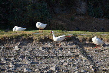 Four goose two on grass two on rocky ground © Rafael