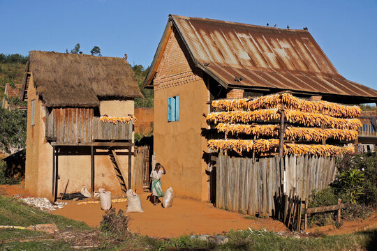 A Betsileo woman bags harvested and dried corn outside her home in the rural central highlands of Madagascar.