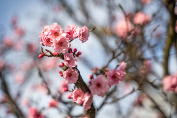 Blooming Purple leaf Krauter Vesuvius (Cherry Plum). Spring atmosphere. 