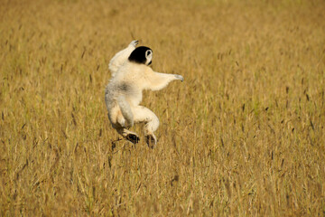 Verreaux's sifaka jumping through long grass, Berenty Reserve, Madagascar © Michele Burgess