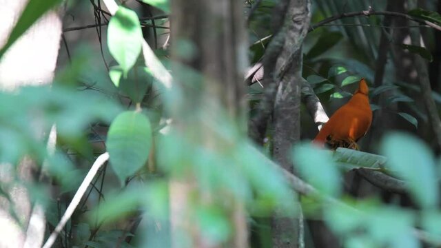 Beautiful orange bird (cock-of-the-rock) in rainforest in South America 