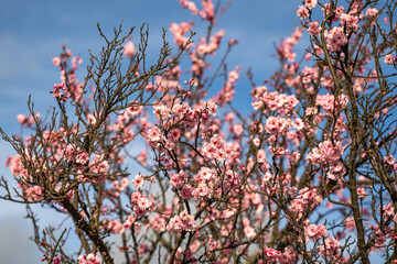 Blooming Purple leaf Krauter Vesuvius (Cherry Plum). Spring atmosphere. 