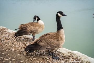 Two geese near Lake Elizabeth in Central Park, Fremont