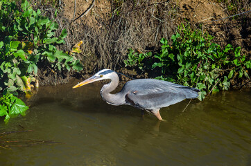 Great gray heron (Ardea cinerea) is fishing, Central Park, Fremont