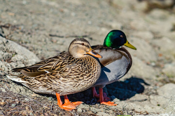 A female and male mallard duck (Anas platyrhynchos) sitting on the shore outside the water, Central Park, Fremont