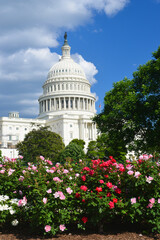 U.S. Capitol Building on a cloudy day with spring flowers foreground - Washington D.C. United States of America