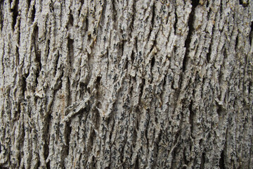 texture of natural tree bark in brown shades
