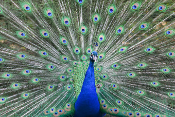 Naklejka premium Peacock close up in wild