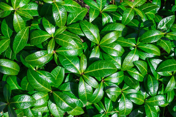 Green plant natural leaves background and wallpaper.