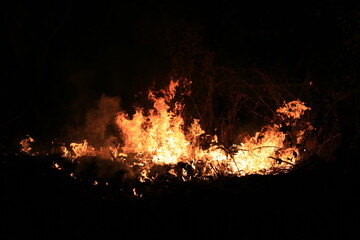 Fire flames burning dry grass on dark background.