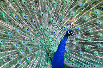 Obraz premium Peacock close up in wild