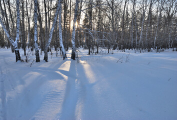 Fototapeta na wymiar Winter Siberian forest, Omsk region