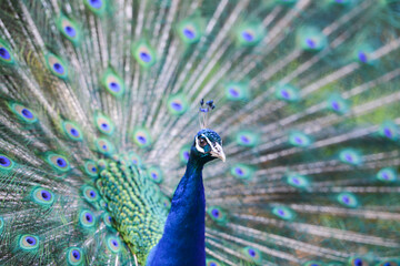 Fototapeta premium Peacock close up in wild