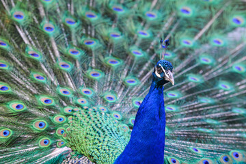 Fototapeta premium Peacock close up in wild