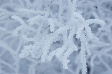 Snow and rime ice on the branches of bushes. Beautiful winter background with trees covered with...