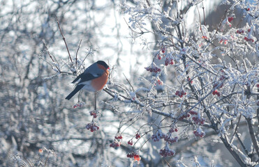 Bullfinch
