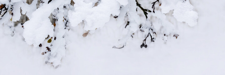 Snow on the branches of trees and bushes after a snowfall. Beautiful winter background with snow-covered trees. Plants in a winter forest park. Cold snowy weather. Cool texture of fresh snow. Panorama