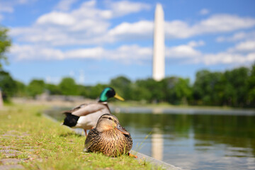 Duck family in Constitution Gardens with Washington Monument background -  Washington D.C. United States