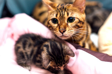 Bengal cat with her little kittens laying on the pillow