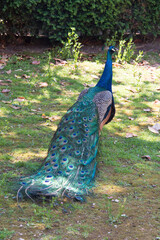 Croatia, Dubrovnik. Nearby Lokrum Island has acclimated wildlife including peafowl. Elegant male.