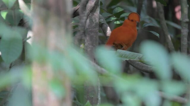 Cock-of-the-rock in rainforest in Guyana, South America 