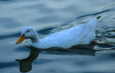 White duck swimming in pure blue water