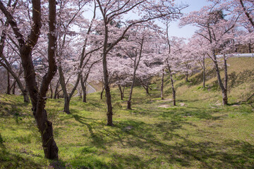 Fototapeta na wymiar Cerejeiras em Matsushima.