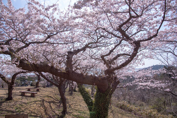 Cerejeiras em Matsushima.