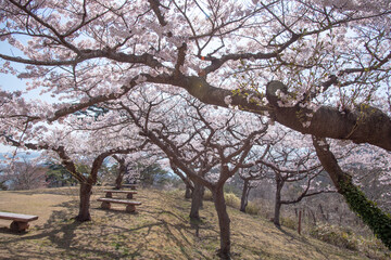 Cerejeiras em Matsushima.