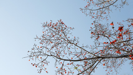 Red cotton flowers are in full bloom and have beautiful branches.