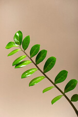 A branch of a houseplant on a colored background