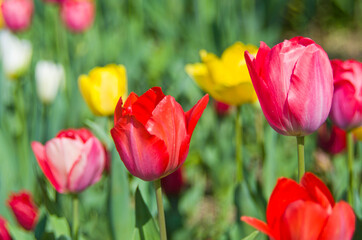 Fototapeta premium Colorful tulips meadow nature in spring.