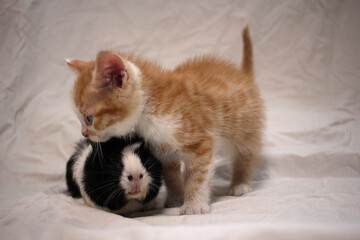 guinea pig and red kitten play funny little animals pets