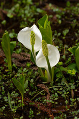 春のミズバショウのクローズアップ