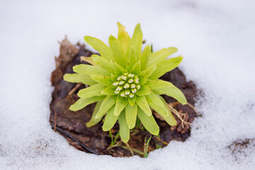 早春の残雪とフキノトウ