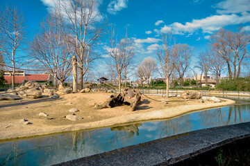 Small pond and sky background together with groups of Hamadryas baboon and monkeys standing on huge tree body and wood platform.